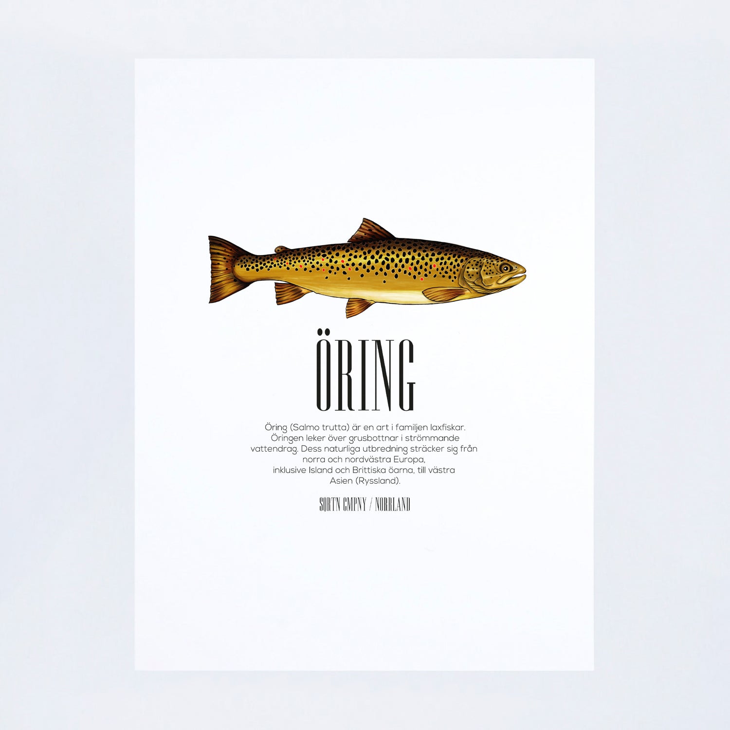 POSTER SALMO TRUTTA